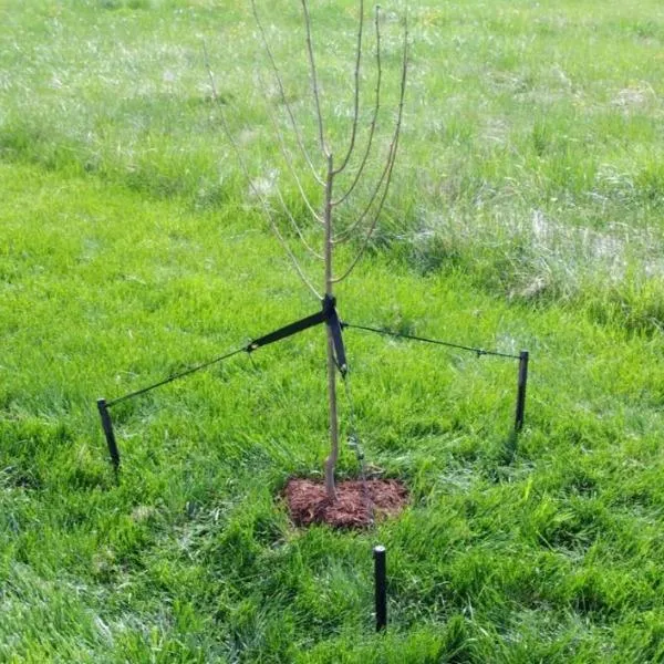 Tree Staking Kit by DeWitt